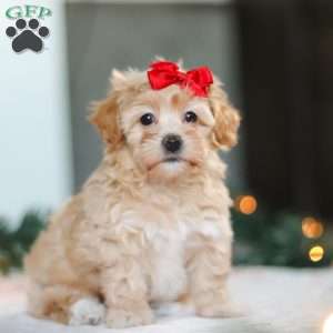 Reese, Havapoo Puppy